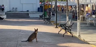 Muere persona con rabia en Colima; es el segundo caso en México