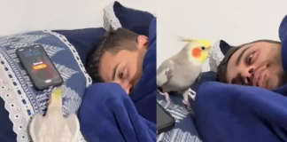 ¡Alerta! Loro replica el sonido de la alarma de celular y conquista las redes sociales