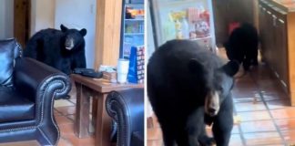 VIDEO: Familia de osos invade una cabaña en Coahuila