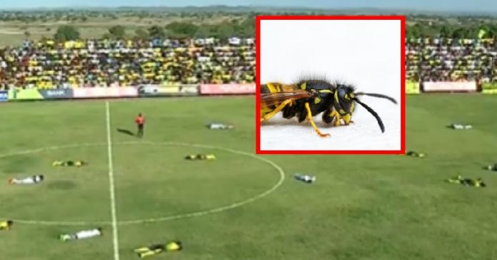 Y ABEJAS