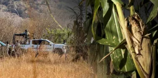 Sequía y extorsiones golpean al campo en Sinaloa: producción de maíz cae casi 70%