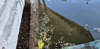 Aparecen miles de peces muertos en la Laguna de las Ilusiones en Villahermosa