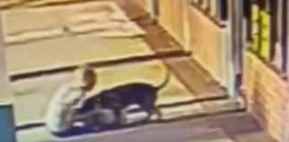 Adulta mayor se lanza a mordidas contra un pitbull para salvar a su mascota