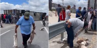 VIDEO: Rapiña de puerquitos tras volcadura de tráiler en la carretera a Matehuala, San Luis Potosí