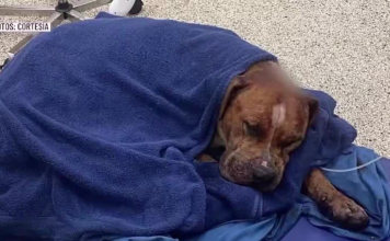 Mascota delicada de salud tras ataque con un machete en Laredo Texas