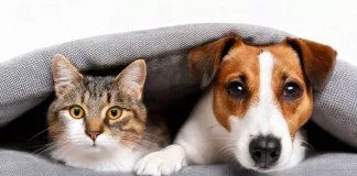 ¿Son más inteligentes los perros o los gatos? Experto de la UNAM responde