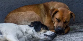 Más de mil 700 perros y gatos fueron sacrificados en Santa Catarina, asegura Mariana Rodríguez
