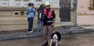 Héroes de cuatro patas conquistan corazones en el simulacro de Tampico