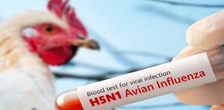 Levantan cerco por gripe aviar en Matamoros