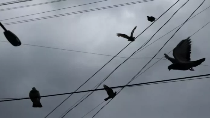 sujeto-captura-palomas-en-iguala-ofrecen-recompensa-090709-1024x576