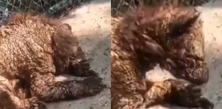 Exhiben a osezna con desnutrición en zoológico de NL; activistas exigen atención urgente