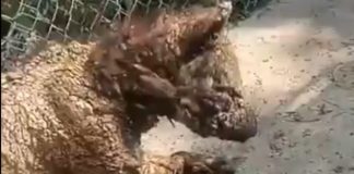 Profepa traslada a osa “Mina” a Hidalgo para recibir rehabilitación; investiga posible negligencia del Zoo “La Pastora”