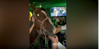 Obligan a caballo a tomar alcohol en bar de Saltillo; autoridades ya investigan