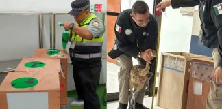 Localizan avestruces ilegales en empresa de mensajería en Reynosa