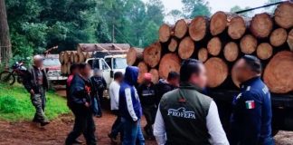 Mega Operativo contra Aserraderos Clandestinos en México: Decomisan Carbón y Madera