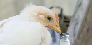 Suspenden eventos avícolas en EEUU por riesgo de gripe aviar