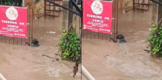 Perrito se aferra a un portón para evitar ser arrastrado por la corriente en Poza Rica