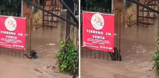 Inundación en Poza Rica: perrito lucha por su vida y se aferra a un portón en medio de una corriente
