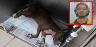 Detienen a sujeto que golpeó y ahorcó a su mascota en Ciudad Juárez