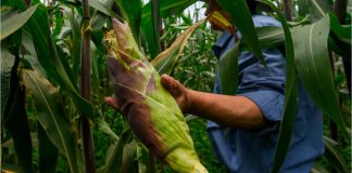 De autosuficiente a dependiente: México produce solo 49% del maíz que necesita