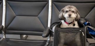 Un perro tiene el mismo valor que una maleta en un vuelo y no merece más indemnización en caso de pérdida: justicia europea