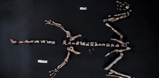 En Argentina hallan uno de los dinosaurios más antiguos del mundo