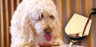 Empresa lanza vino sin alcohol para mascotas