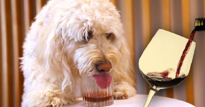 Empresa lanza vino sin alcohol para mascotas