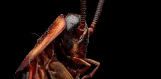 Mujer incendia su edificio por ‘eliminar’ a una cucaracha… con el encendedor