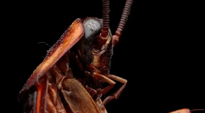 Mujer incendia su edificio por ‘eliminar’ a una cucaracha… con el encendedor