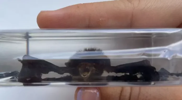 Joven compra “adorno” en línea y recibe un murciélago real en resina