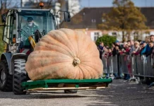 ¡Impresionante! La calabaza “Klementyna”, de más de 546 kilos, bate récord en Polonia