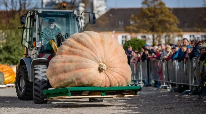 ¡Impresionante! La calabaza “Klementyna”, de más de 546 kilos, bate récord en Polonia