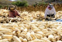 Consejo Nacional Agropecuario pide apoyos para productores de maíz ante alza de costos y baja de precios