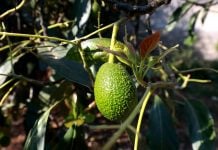 Michoacán busca proteger el aguacate; solicita denominación de origen ante el IMPI