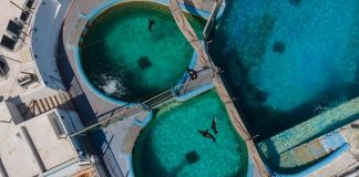 Profepa sanciona al Acuario de Veracruz por maltrato a delfines y lobos marinos