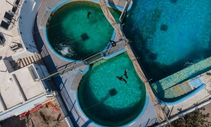 Profepa sanciona al Acuario de Veracruz por maltrato a delfines y lobos marinos