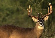 Nuevo Laredo listo para recibir a cazadores extranjeros ante inicio de Temporada Cinegética 2025