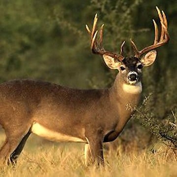 Nuevo Laredo listo para recibir a cazadores extranjeros ante inicio de Temporada Cinegética 2025