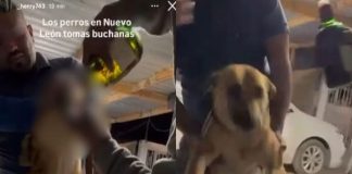 Obligan a perro a ingerir alcohol en Aramberri, Nuevo León