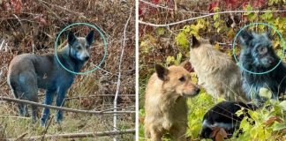Avistan perros azules cerca de la planta nuclear de Chernóbil