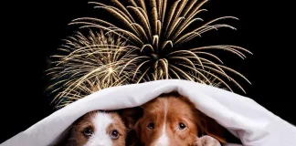 ¡Que no den el grito! Consejos para calmar a tu mascota con la pirotecnia del 15 de septiembre