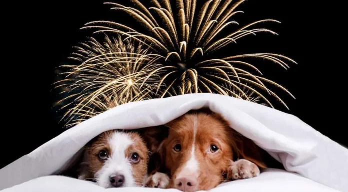 ¡Que no den el grito! Consejos para calmar a tu mascota con la pirotecnia del 15 de septiembre
