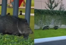 Pumas, osos y ahora pecaríes invaden club deportivo en NL | VIDEO