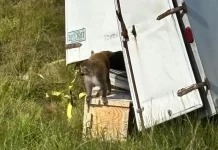 Monos “agresivos” escapan de un camión volcado en una carretera de Mississippi