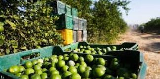 Limoneros tienen miedo y exigen soluciones tras visita de García Harfuch