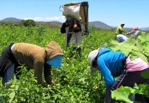 Crece economía de 19 estados del país en segundo trimestre del año impulsada por el sector agropecuario