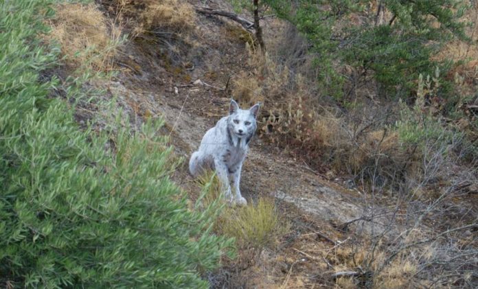 Y LINCE