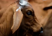 Sin fecha para reabrir exportación de ganado por plaga del gusano barrenador: Sader