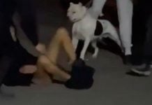 Perro pitbull ataca y le arranca los testículos a un adolescente